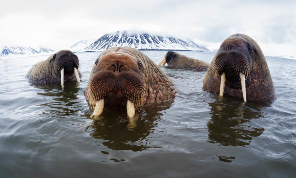 A new project needs “walrus detectives” to examine satellite images